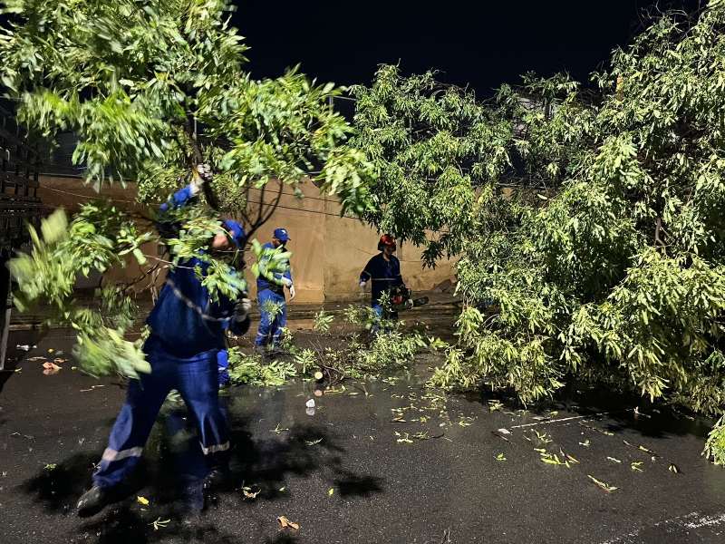 Árvores caem em Petrolina após ventania e chuvas na noite deste sábado