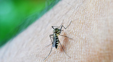 Brasil registra mais de 121 mil casos prováveis de dengue em 10 dias