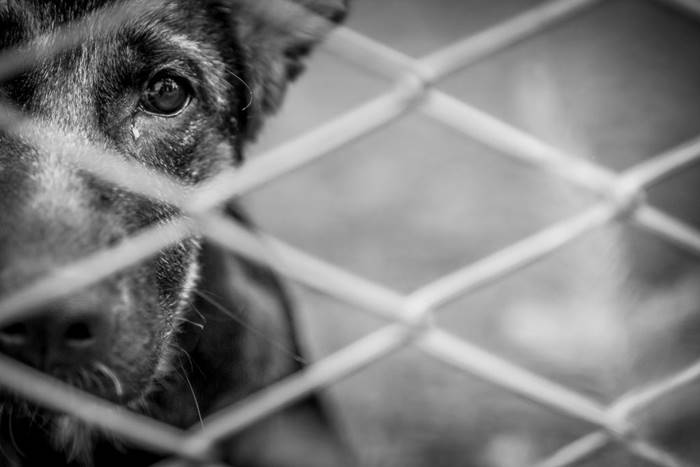 Moradores denunciam maus tratos de animais em Juazeiro