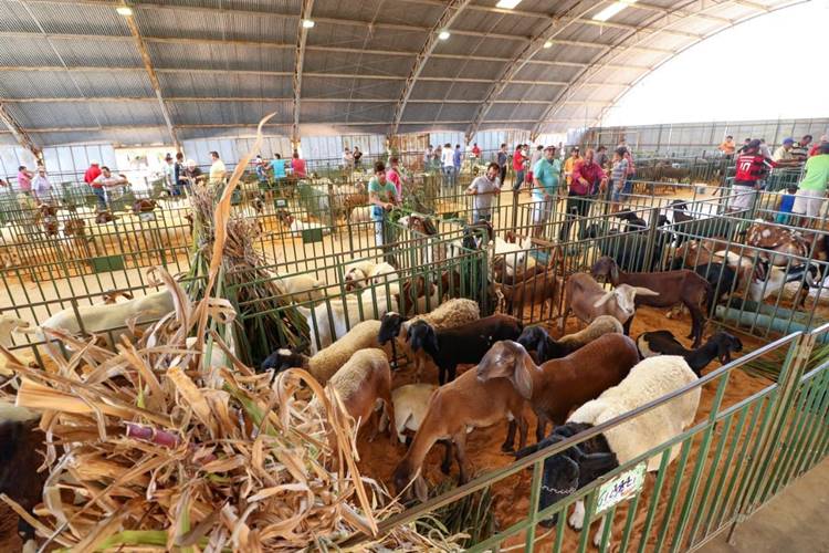 Rajada em contagem regressiva para 11ª Feira de Caprinos e Ovinos