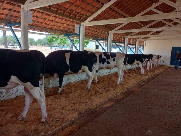 Governo de PE concede benefícios fiscais para produtores de leite do Agreste e do Sertão