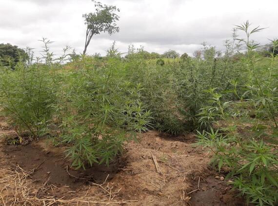 Cipe Caatinga e PF erradicam roça de maconha em sítio de fachada