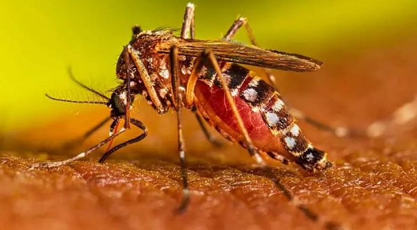 Petrolina (PE) tem 853 casos de dengue notificados — Blog Edenevaldo Alves