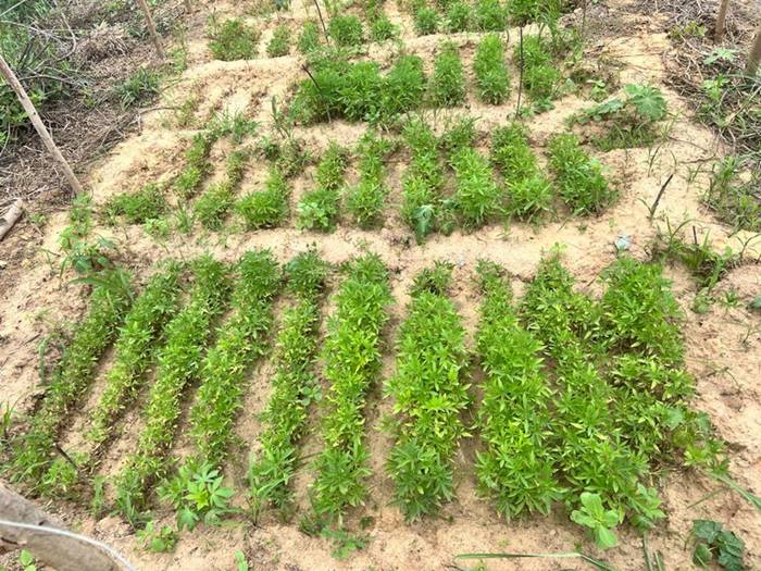 PF erradica quase 190 mil pés de maconha no Sertão pernambucano