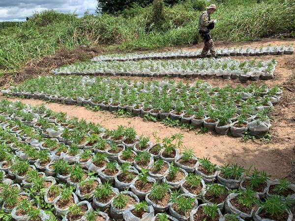 Operação da PF erradica roças de maconha no norte da Bahia
