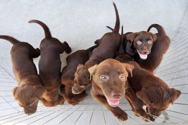 Novo teste genético pode identificar cegueira em cães; entenda — Blog Edenevaldo Alves