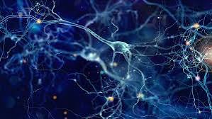 Cientistas identificam possível forma de regenerar neurônios