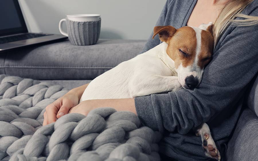 Relação com animais pode reduzir  risco de depressão e ansiedade, aponta estudo de Harvard