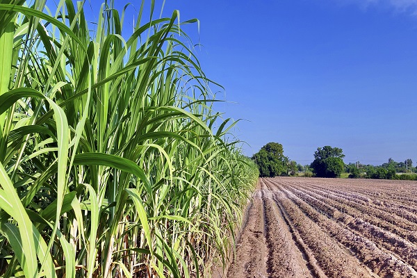 Produção de cana pode cair 20% com mudanças climáticas, diz estudo – Blog Edenevaldo Alves