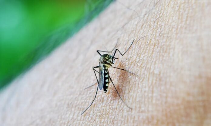 Pernambuco fecha 2024 com mais 12 mil casos de dengue confirmados e 17 mortes por arboviroses