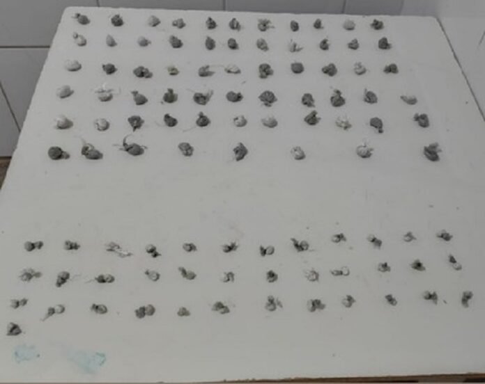 Dois homens são presos por tráfico de drogas em Juazeiro (BA)