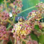Projeto pernambucano inovador usará abelhas como bioinsumo para impulsionar produção agrícola no semiárido
