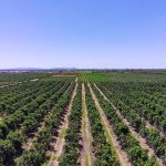 Brasil pode perder bilhões com nova tarifa dos EUA sobre produtos agrícolas