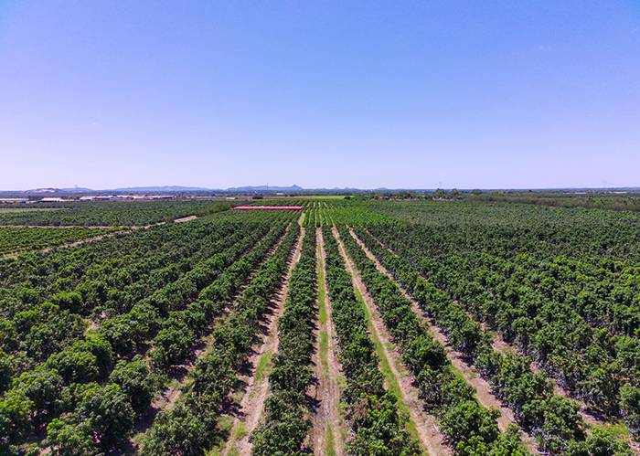 Brasil pode perder bilhões com nova tarifa dos EUA sobre produtos agrícolas