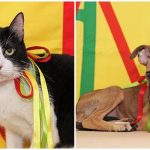 Prefeitura realizará mais uma feira de adoção de animais no dia 5/10