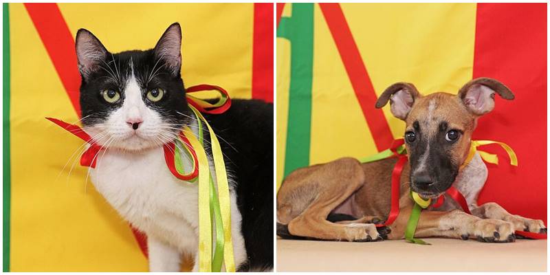 Prefeitura realizará mais uma feira de adoção de animais no dia 5/10