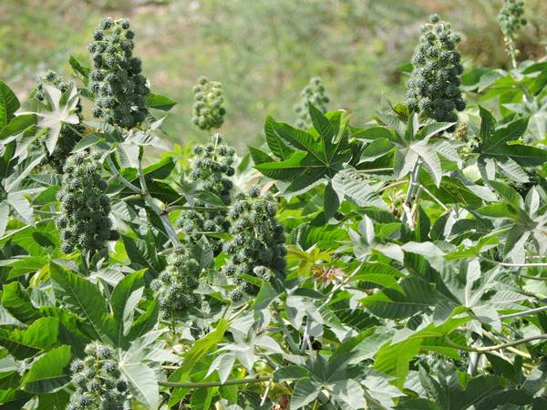 Mapa nacional de espécies invasoras no Brasil tem participação de pesquisadores da Univasf
