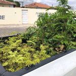 ‘Carro da Planta’ atenderá 4 comunidades de Petrolina em novembro
