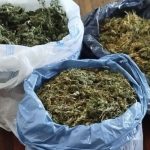 Plantação de maconha é descoberta no Distrito de Maniçoba