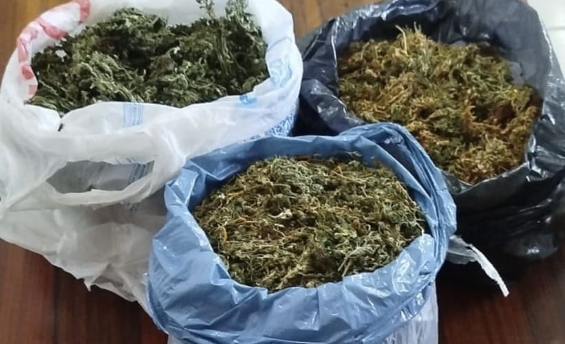 Plantação de maconha é descoberta no Distrito de Maniçoba