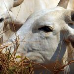 Irmãos são suspeitos de furtar mais de 300 bois Nelore em Agrestina (PE) e causar prejuízo de R$ 1 milhão