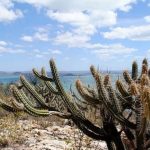 Bancos de desenvolvimento brasileiros reúnem R$ 100 milhões para preservar a Caatinga