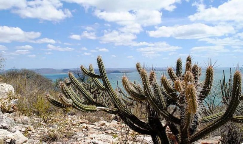 Bancos de desenvolvimento brasileiros reúnem R$ 100 milhões para preservar a Caatinga