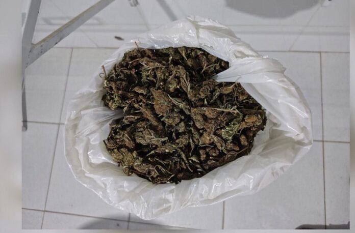Flagrado com maconha, suspeito é preso por tráfico de drogas em Curaçá (BA)