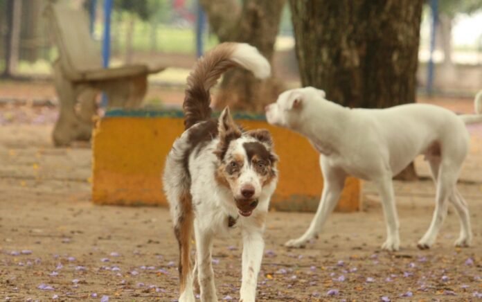Brasil tem cerca de 30 milhões de animais domésticos abandonados