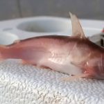 Cemafauna realiza expedição científica no Velho Chico para confirmar espécie rara de bagre