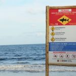 Pernambuco contabiliza mais de 80 incidentes com tubarão em 34 anos; saiba como tentar evitar
