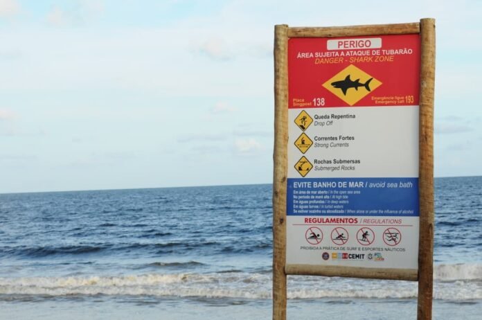Pernambuco contabiliza mais de 80 incidentes com tubarão em 34 anos; saiba como tentar evitar