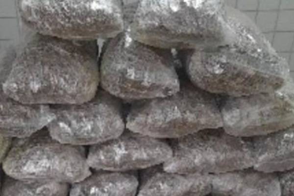 Polícia apreende mais de 10 kg de maconha na Zona Rural de Itacuruba