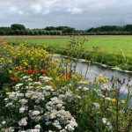 Ibama reanalisa substâncias altamente tóxicas ao meio ambiente